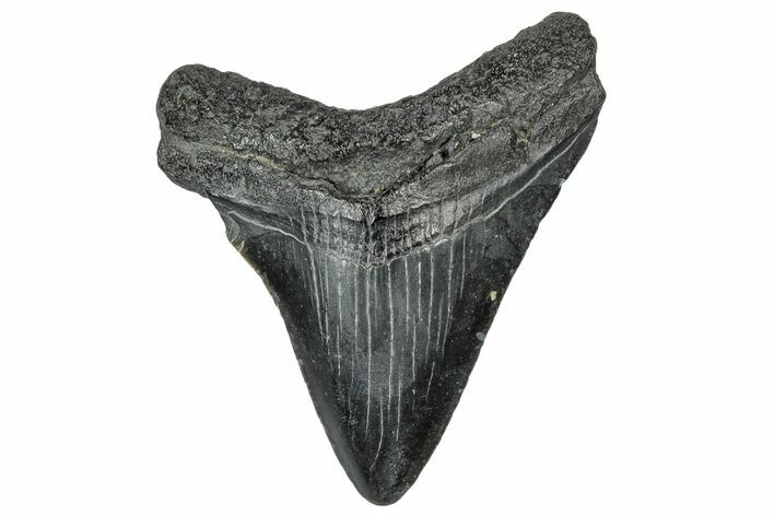 Serrated, Juvenile Megalodon Tooth - South Carolina #302141